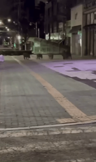 안성시에 출현한 멧돼지 5마리 [사진=독자제공/연합뉴스]