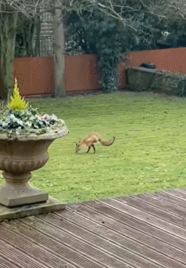 앞발 두개로 돌아다니는 여우. 유튜브 WaffenlandTV