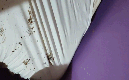 서울의 한 모텔에서 침대 시트를 들추니 벌레가 득실거렸다는 투숙객의 후기.[사진제공=연합뉴스]