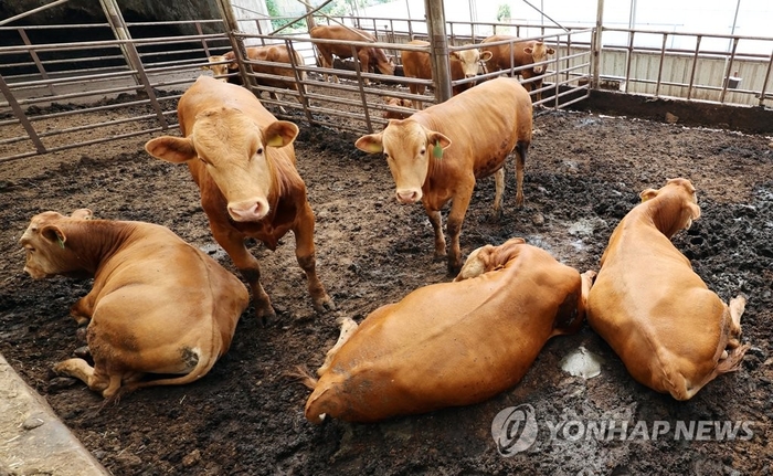 매일경제