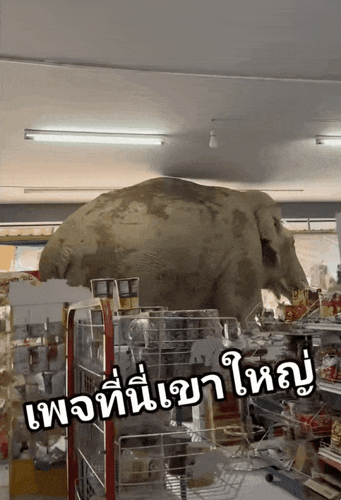 현지시간으로 2일 오후 태국 나콘 랏차시마주(州)에 있는 한 편의점으로 음식을 찾아 들어온 야생 코끼리가 카메라에 포착됐다. [영상 = 인스타그램 캡처]