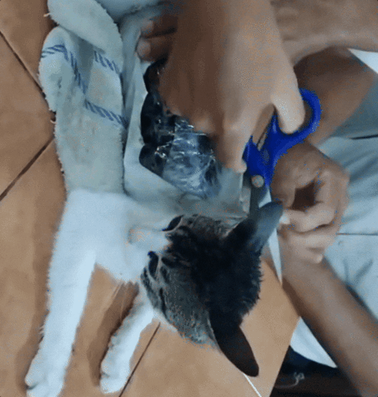 교도관들은 비닐꾸러미를 고양이 몸에서 분리한 후 살펴보니 그 안에는 235.65g 분량의 마리화나와 중독성 강한 흡연용 크랙 코카인 67.76g이 들어 있었다. 코스타리카 법무부 SNS