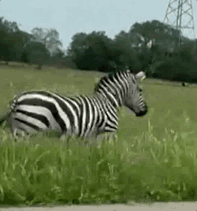 얼룩말의 탈출은 금방 사회관계망서비스(SNS)에서 화제가 됐고, SNS에는 얼룩말의 목격담과 더불어 도주하는 모습이 담은 영상이 잇따라 올라오기 시작했다. 러더퍼드 카운티 보안관실