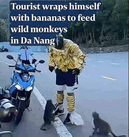 베트남에서 한 외국인 관광객이 야생 원숭이를 유인하기 위해 온몸에 바나나를 두르고 원숭이 서식지로 들어가려는 모습이 포착됐다. SNS 갈무리