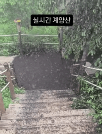 계양산 정상 인근, 러브버그가 점령한 상태다. (영상=인스타그램 @kimlark34)