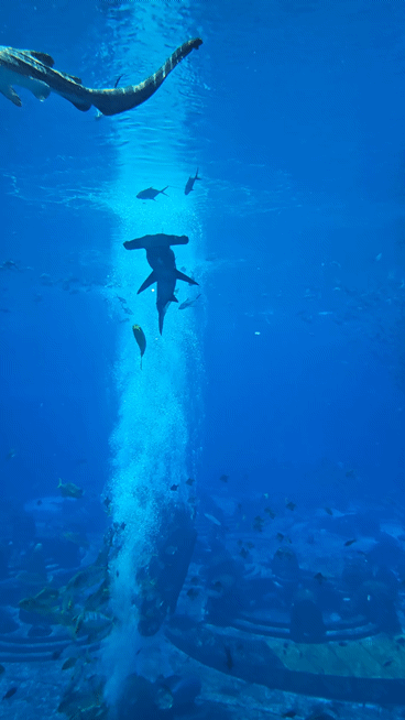 중국 하이난성 싼야시의 아틀란티스 싼야 스위트룸 창밖으로 물고기들이 헤엄치고 있다. (영상=이데일리 이명철 특파원)