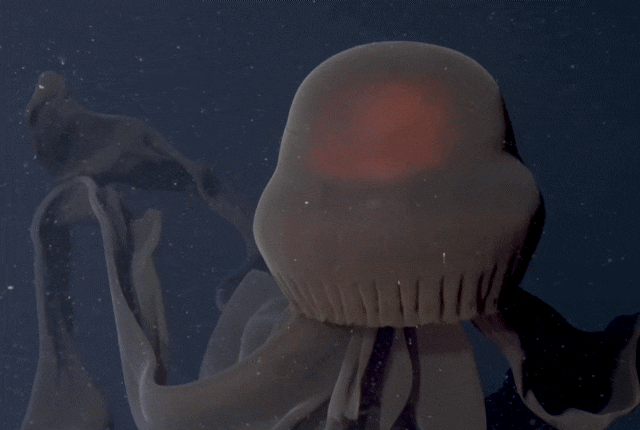 거대한 해파리, 스티기오메두사 기간티아(Stygiomedusa gigantea). /유튜브