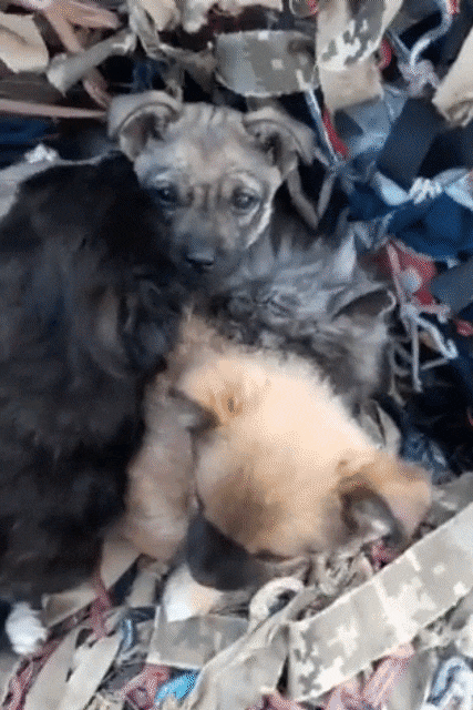 무너진 건물 잔해 속에서 함께 웅크리고 있는 강아지와 고양이의 모습. /트위터