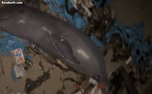 인도네시아 방카벨리퉁주 토보알리 해변에서 발견된 강거두고래 사체. 주변에 쓰레기가 가득하다. /인스타그램