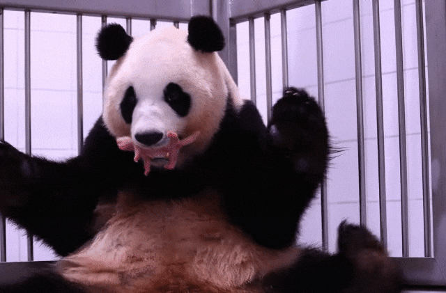 새끼를 품에 안으려 자세를 고쳐잡는 아이바오. /에버랜드 유튜브