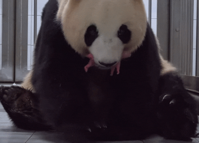 아이바오가 새끼를 입에 물어 자신의 팔 위에 올려놓은 뒤 품에 안고 있다. /에버랜드 유튜브