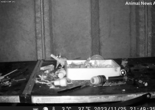 영국 웨일스의 빌스 웰스에 사는 로드니 홀브룩(75)의 자택 창고에서 쥐 한마리가 물건을 정리하고 있다./애니멀뉴스에이전시