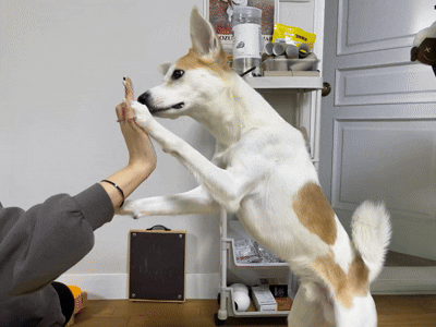 '우주와 하이파이브!'(서울=연합뉴스) 오인균 인턴기자 = 지난 10일 서울 관악구에 위치한 30평대 임시보호 공유주택 '와르와르 하우스에서 입주자들과 함께 사는 '우주'. 2025.05.17