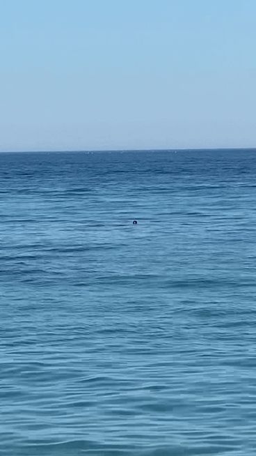 강릉 앞바다에 등장한 점박이물범[독자 제공. 재판매 및 DB 금지]