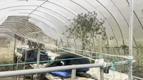 대마를 재배한 비닐하우스 내부[서울경찰청 마약범죄수사대 제공. 재판매 및 DB 금지]