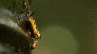 잎벌류로 추정되는 개체가 끈끈이롤트랩에 포획돼 몸부림을 치고 있다.