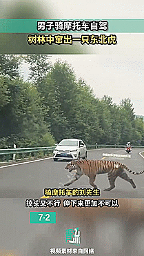 2일 중국 지린성 한 국도에서 포착된 야생 백두산호랑이. 더우인 청류영상 캡처