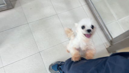 츄츄는 구조 직후부터 사람들에게 안기기를 바라며 앞발을 들고 애교를 피웠다. 동물자유연대 제공