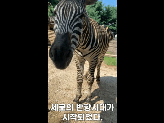 가족의 죽음 이후 방황하게 된 얼룩말 세로의 사연. [서울시공단 유튜브]