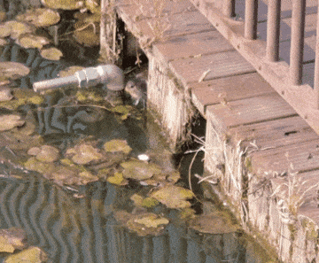 지난 18일 순천 조례호수공원에서 발견된 수달. 김광우 기자.