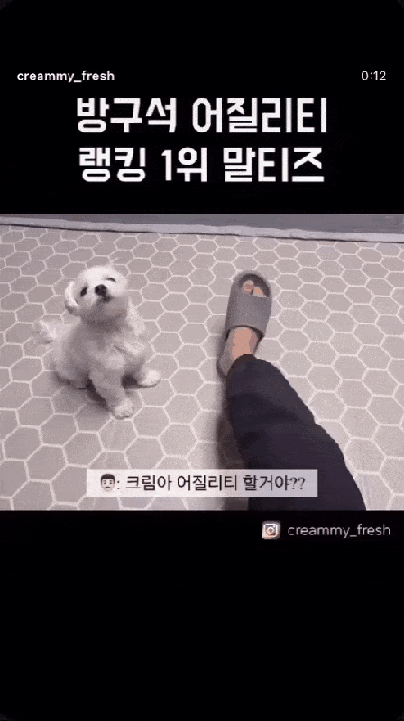 크림이의 방구석 어질리티 (인스타그램 creammy_fresh 제공) ⓒ 뉴스1