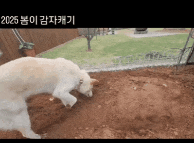 감자 캐기가 주특기인 봄이(인스타그램 baegkyuhyeon) ⓒ 뉴스1