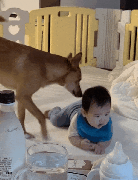 아기가 기어다니기 시작하자 따라다니며 애정을 표현하는 모루(인스타그램 naaaa0_2 제공) ⓒ 뉴스1