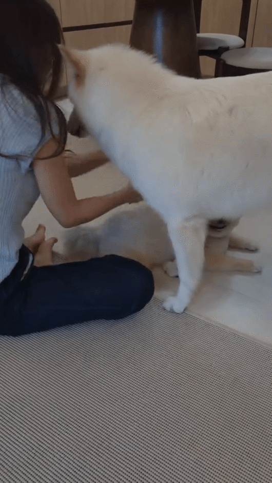 평화주의자 행복이. 보호자가 때리는 시늉을 하자 말리고 있다(인스타그램 lucky._1004 제공). ⓒ 뉴스1