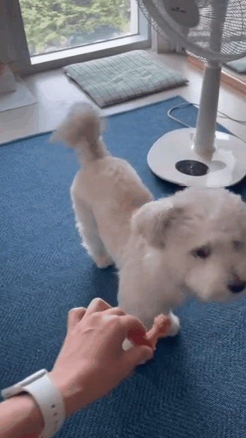 간식 하나에도 기쁨을 온 몸으로 표현하는 낙천적인 콩떡이(인스타그램 luv_kong11 제공) ⓒ 뉴스1