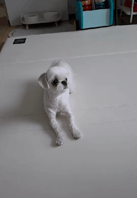 이삭이의 '안녕하세요' 개인기(인스타그램 rlfrnfma 제공) ⓒ 뉴스1