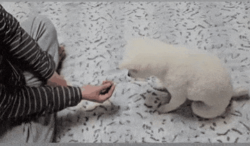 야바위 게임을 즐기는 두부(인스타그램 ss_______kr 제공) ⓒ 뉴스1