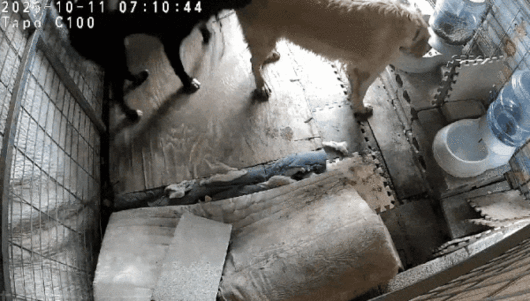 '반달이' 집에 들어가 사료를 먹는 이웃집 개 '하니'(보호자 제공) ⓒ 뉴스1