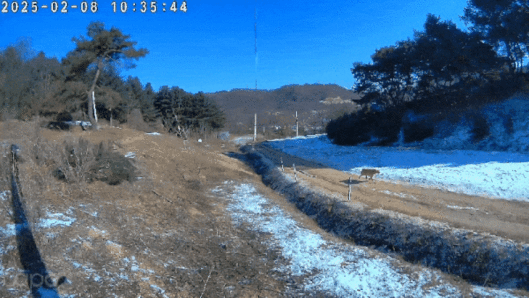 매일 5분 거리를 찾아오는 직진녀 '하니'(보호자 제공) ⓒ 뉴스1