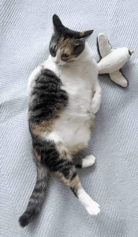 새로가 된 삼순이. 느긋하게 배를 드러내고 누워 있는 게 취미다(강수진 제공). ⓒ 뉴스1