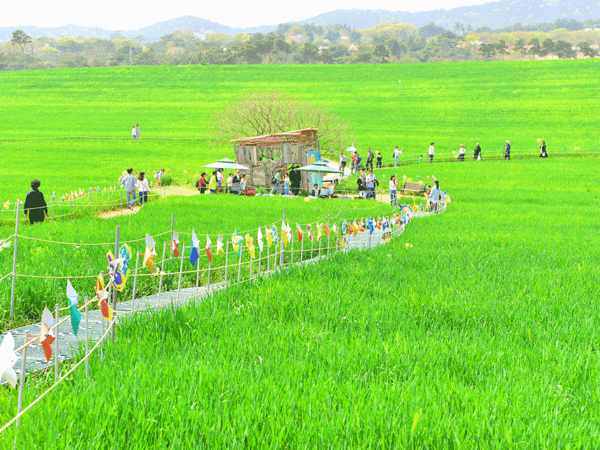 전북 고창군 공음면 학원농장 일대에 드넓게 펼쳐진 청보리밭. 고창군 제공