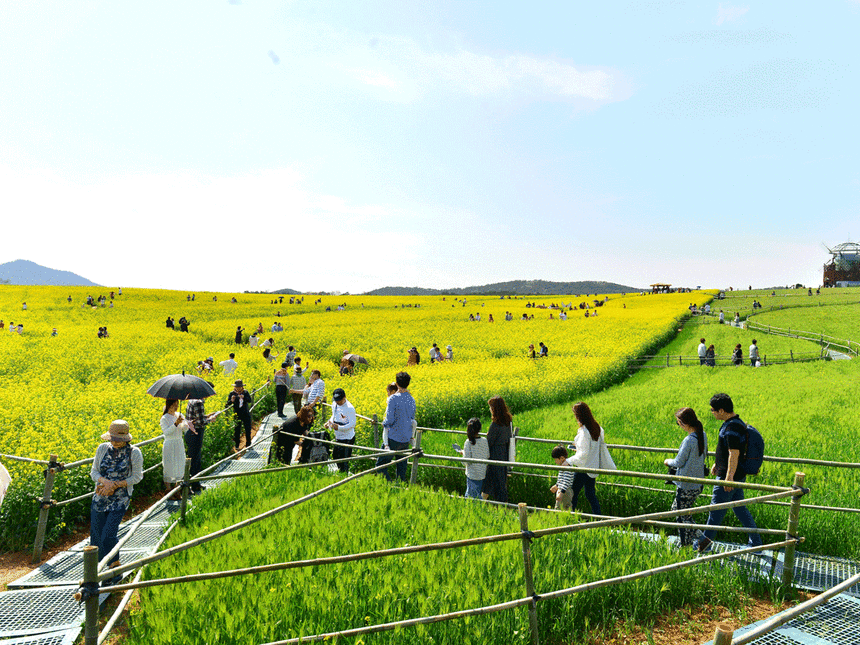 드넓은 벌판에 노란 유채꽃과 연둣빛 청보리가 화사하게 조화를 이룬 전북 고창 공음면 학원농장 일대를 찾은 관람객들이 여유롭게 걷고 있다. 고창군 제공
