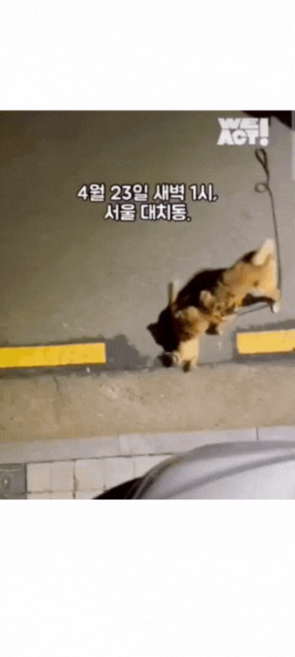 영상=동물구조단체 위액트.