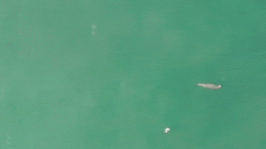 물속에서 유영하는 상괭이. 국립공원공단 제공