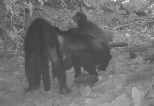 파나마 섬에서 어린 수컷 원숭이들이 다른 종 새끼 원숭이를 ‘등에 업는’ 기묘한 행동을 보였다. 연구진은 이를 문화적 납치라고 분석했다. (사진=Current Biology)