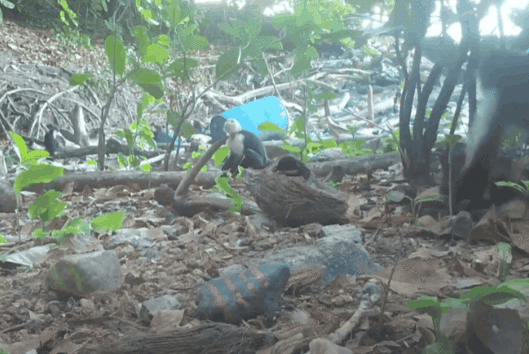 파나마 섬에서 어린 수컷 원숭이들이 다른 종 새끼 원숭이를 ‘등에 업는’ 기묘한 행동을 보였다. 연구진은 이를 문화적 납치라고 분석했다. (사진=Current Biology)