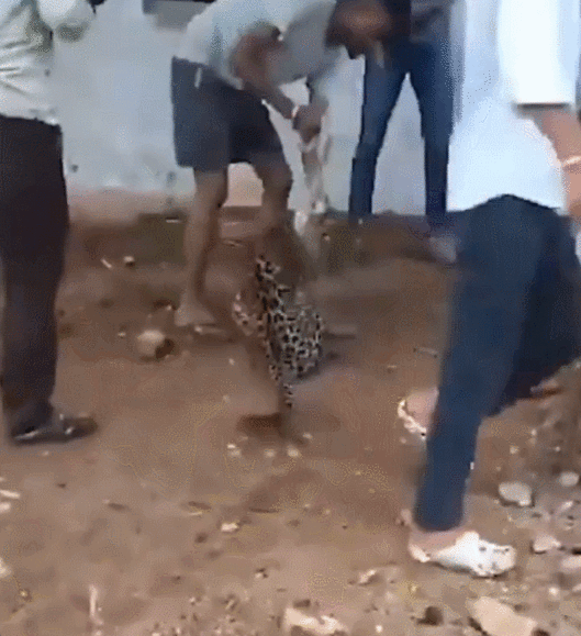 병든 암컷 표범에 목줄을 채워 끌고 다닌 인도 현지 주민들. X(구 트위터) 캡처