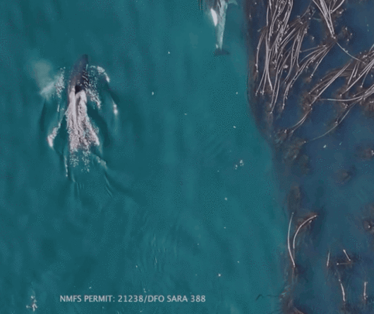 범고래들은 비슷한 나이와 피부 상태를 가진 개체와 더 자주 해초를 매개로 문지르며 사회적 유대를 쌓는 것으로 나타났다. (사진=Current Biology)