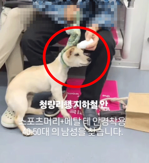 지하철 열차 안에서 한 남성이 반려견에게 물파스를 바르는 장면이 포착돼 논란이 확산됐다. 케어는 경찰 고발과 제보 접수를 예고했다. 케어 인스타그램 캡처