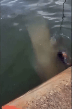 피해 학생이 바다에 빠져 허우적대고 있다. 엑스 갈무리