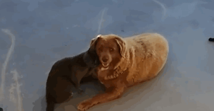 〈영상=월드 기네스 레코드〉