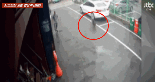 목줄이 풀린 채 돌아다니던 대형견 셰퍼드가 제보자의 반려견인 치와와를 공격한 당시 상황. 〈영상=JTBC '사건반장'〉