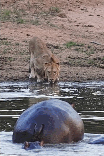 [서울=뉴시스] 소셜미디어를 통해 공유된 하마의 영상. 영상 속 하마가 돌진하자, 물을 마시던 사자는 그대로 줄행랑을 쳤다 (사진출처: 인스타그램 영상 갈무리) 2023.03.07. *재판매 및 DB 금지