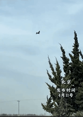 [서울=뉴시스] 중국 전역에 태풍급 강풍이 몰아쳐 관련 피해가 잇따르는 가운데, 강풍에 제대로 날지 못하는 새의 영상이 온라인에서 화제가 되고 있다. (사진=바이두) *재판매 및 DB 금지