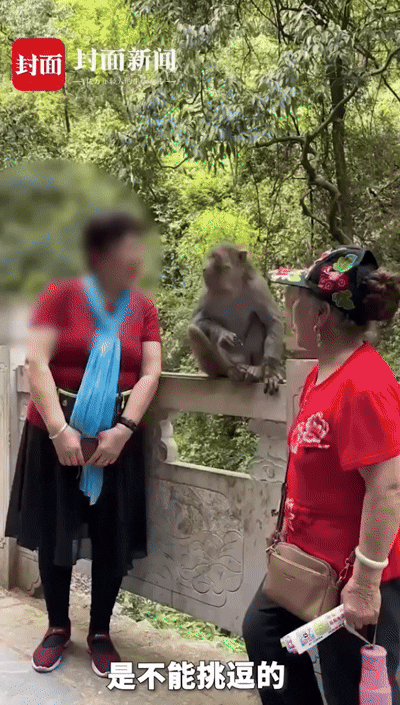 [서울=뉴시스] 원숭이가 관광객의 가발을 벗기는 모습. (사진=봉면신문)  *재판매 및 DB 금지