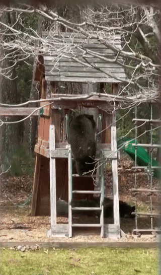[코네티컷=AP/뉴시스] 미국에서 야생 곰 한 마리가 주택가 놀이터에 나타나 자연스럽게 미끄럼틀을 타는 놀라운 모습이 포착됐다.  *재판매 및 DB 금지